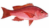 Papagayo Fishing Calendar for Red snapper