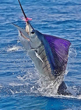 Guanacaste fishing Seasons for roosterfish
