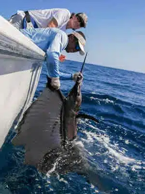 Fishing Sailfish on Deep Sea Fishing